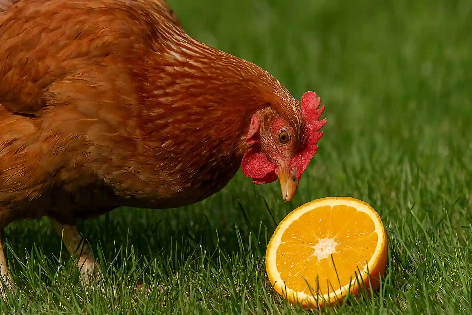 Free-range chickens pecking at fresh orange slices in a lush backyard setting with a wooden coop