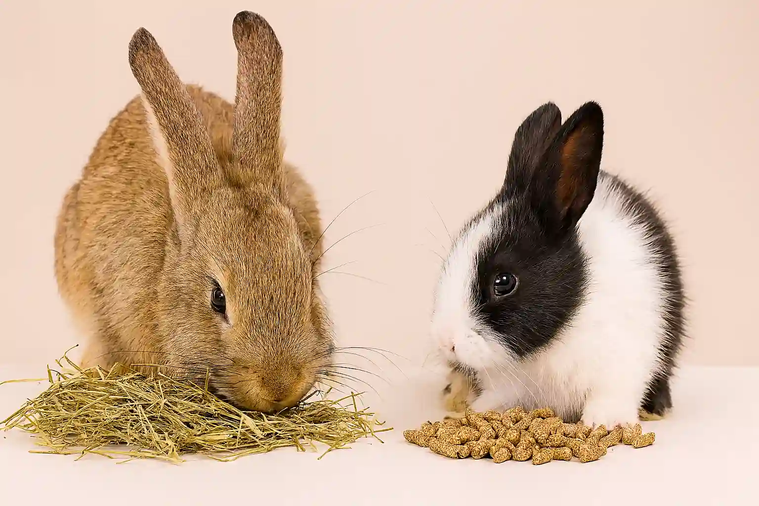 Adult and young rabbits eating hay and pellets in a natural setting