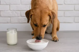Can Dogs Eat Yogurt? A Guide to Feeding Your Dog Yogurt